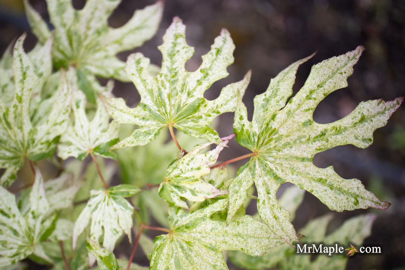 Elevate Your Garden Landscape
