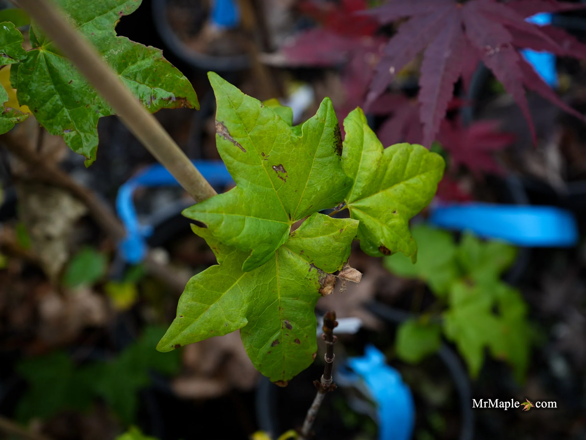 Acer longipes 'Gold Coin' Seedling Golden Maple - Image 3