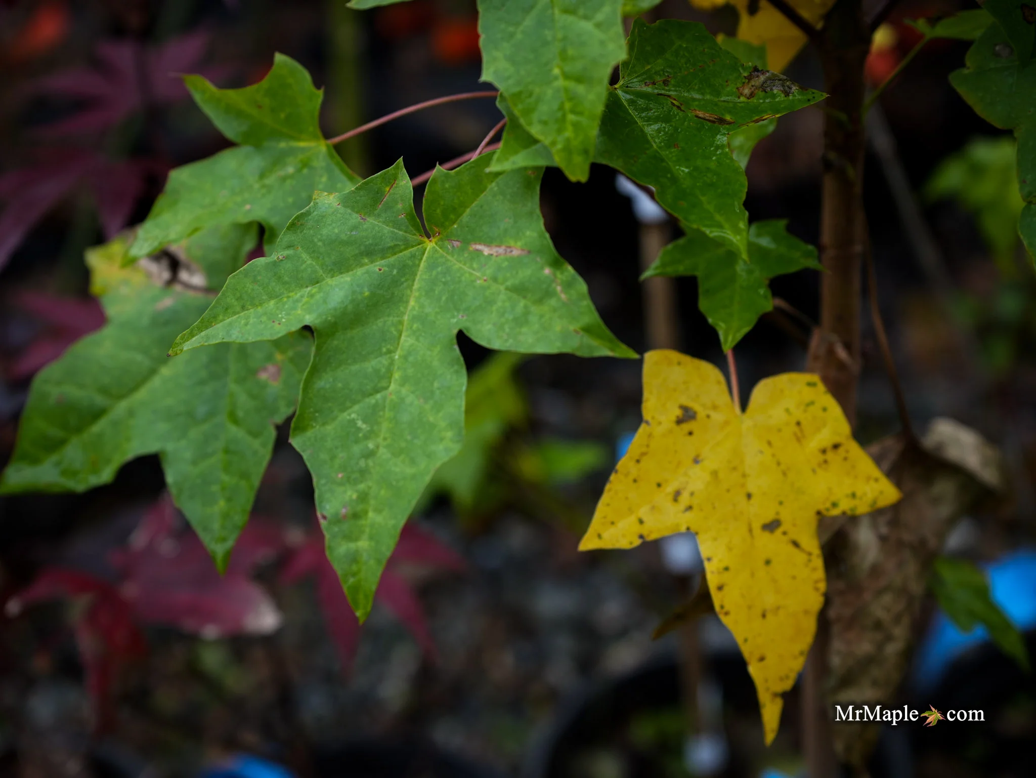 Acer longipes 'Gold Coin' Seedling Golden Maple - Image 4