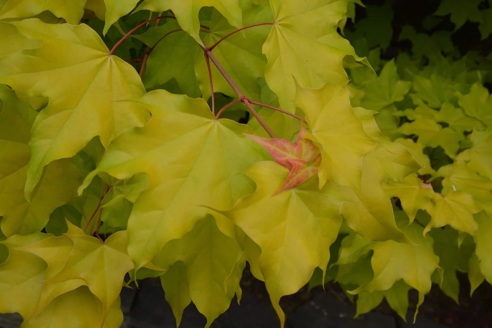 Acer longipes 'Gold Coin' Seedling Golden Maple - Image 5