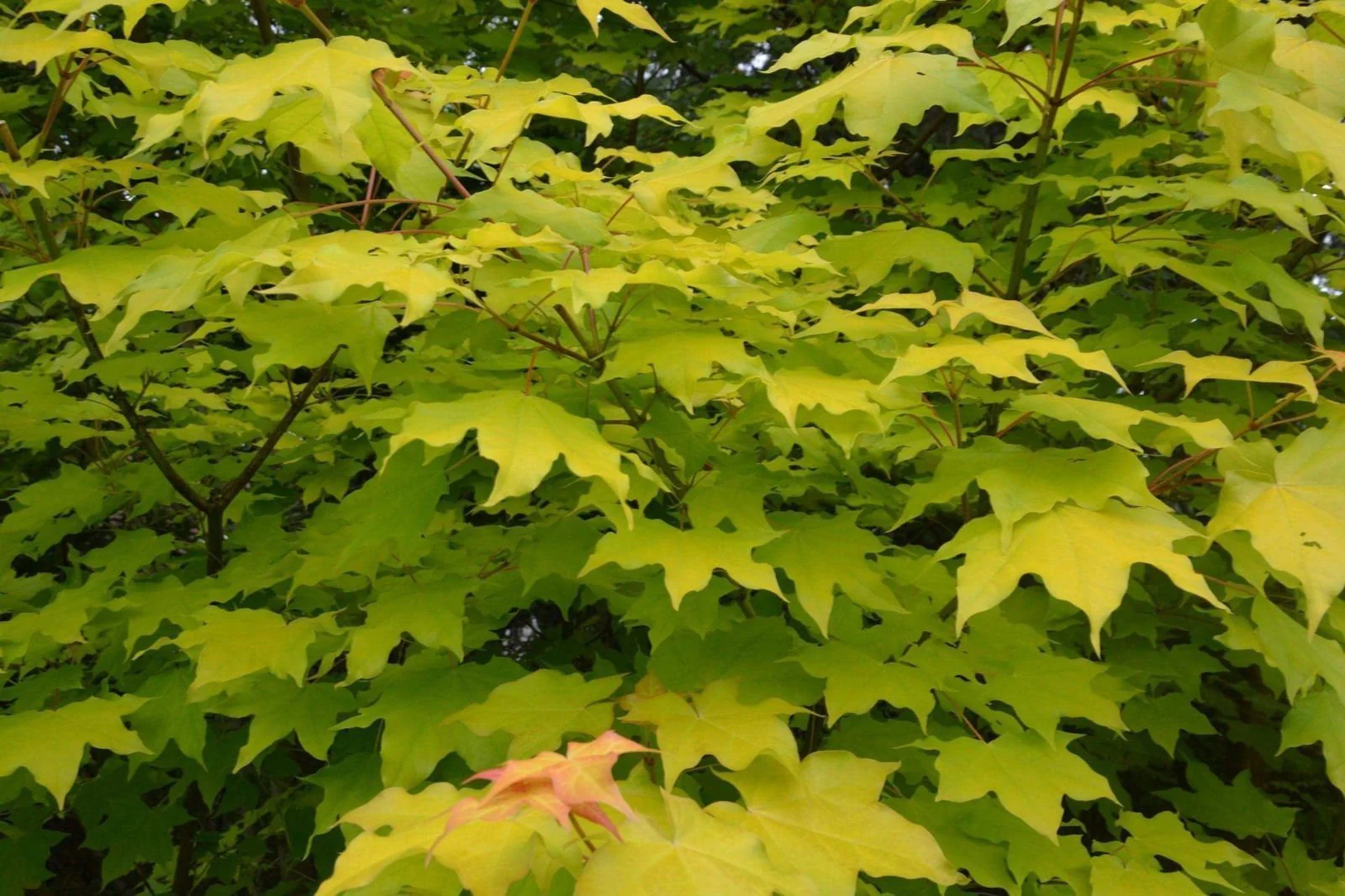 Acer longipes 'Gold Coin' Seedling Golden Maple - Image 6