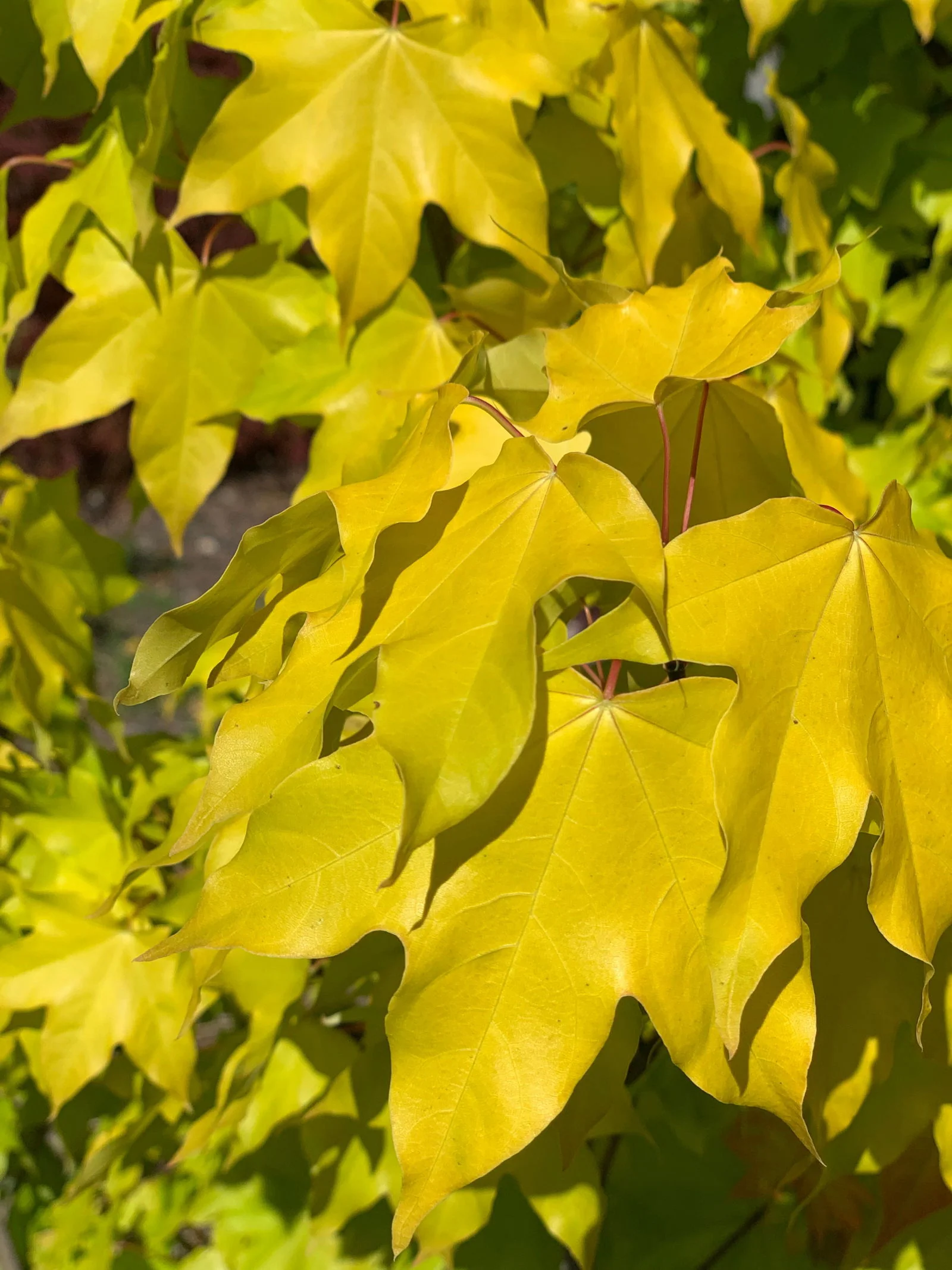 Acer longipes 'Gold Coin' Seedling Golden Maple - Image 7