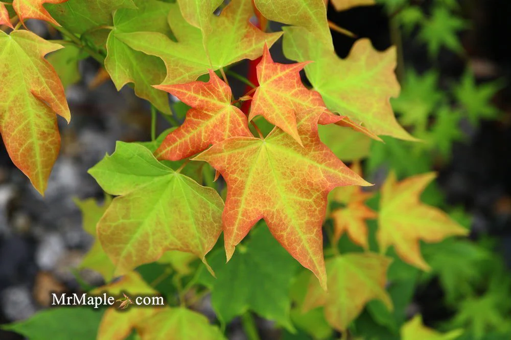 Acer longipes 'Gold Coin' Seedling Golden Maple - Image 8