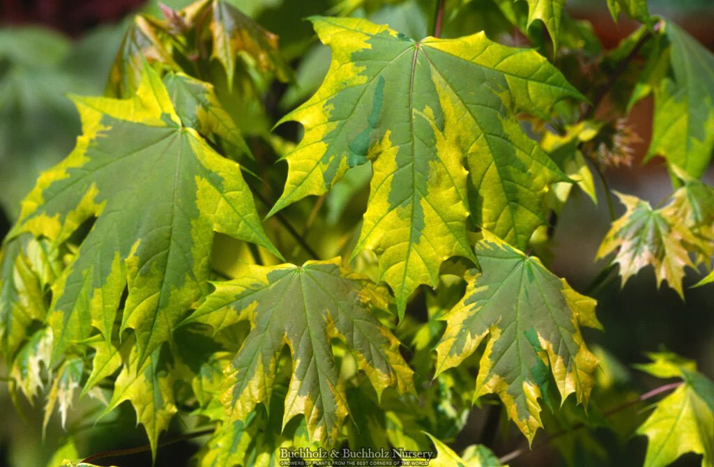 FOR PICKUP ONLY | Acer platanoides 'Drummondii' Variegated Norway Maple | DOES NOT SHIP - Image 3