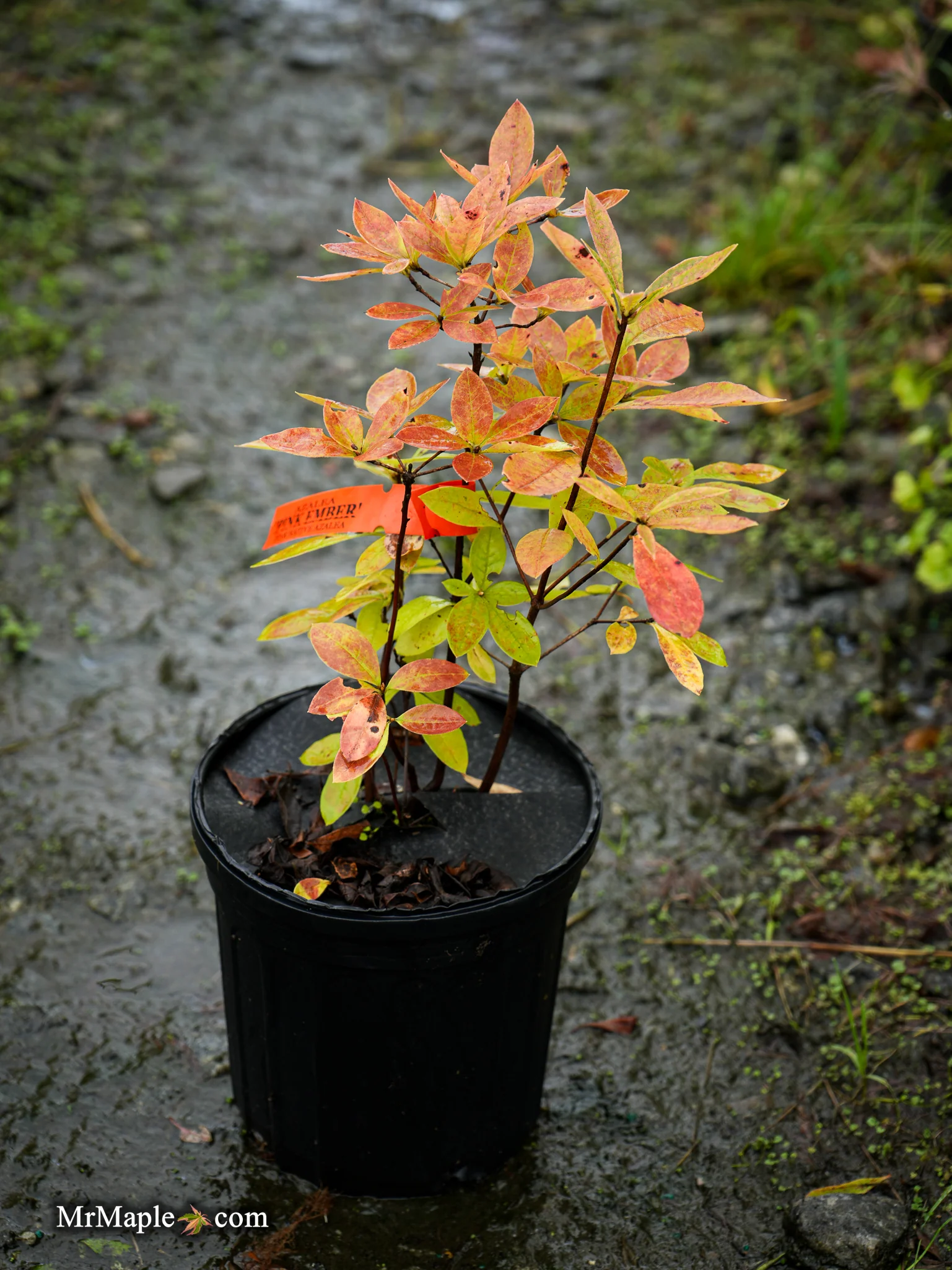 Azalea ‘Pink Ember’ Pink Native Azalea - Image 8