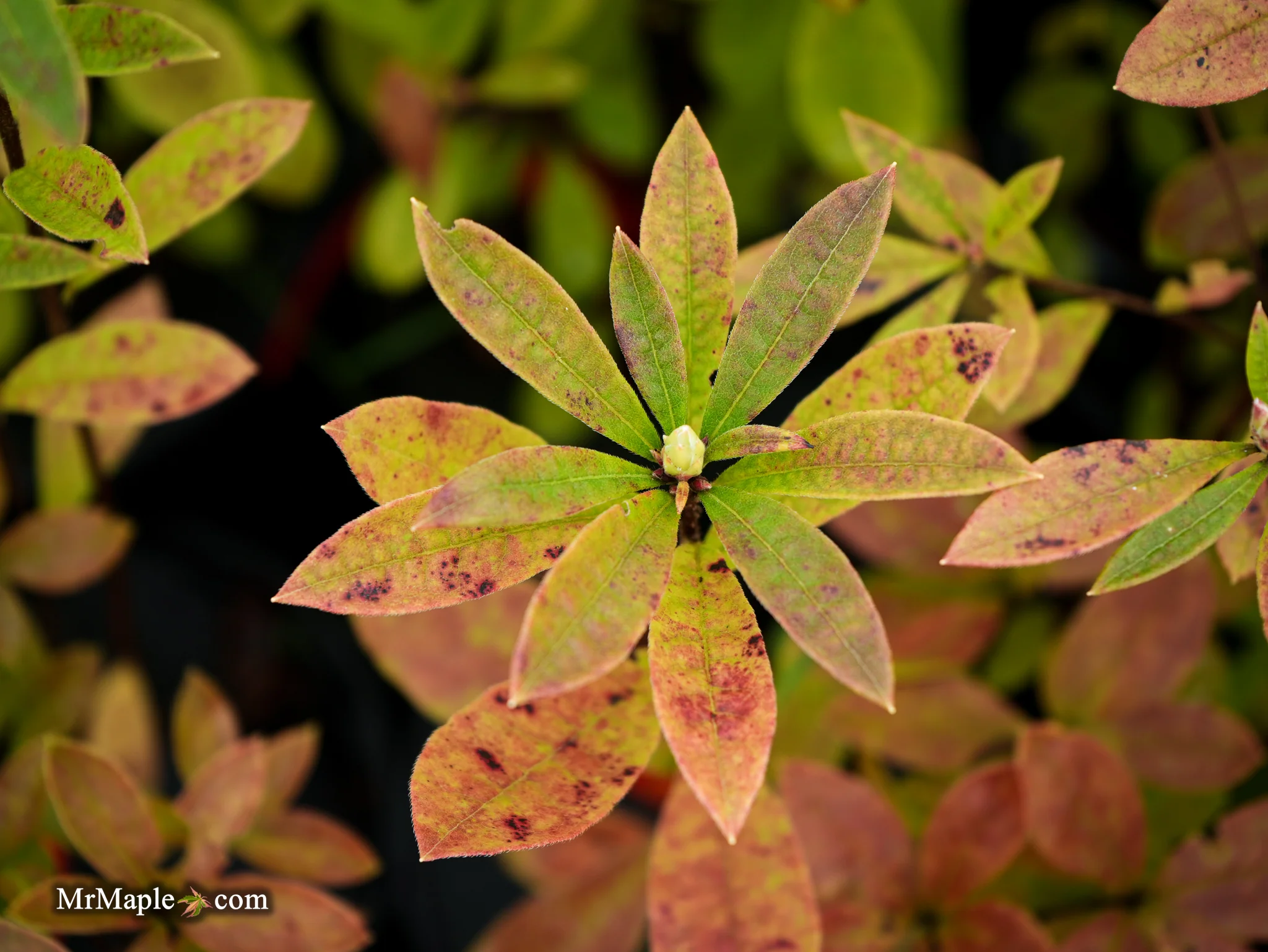 Azalea ‘Pink Ember’ Pink Native Azalea - Image 13