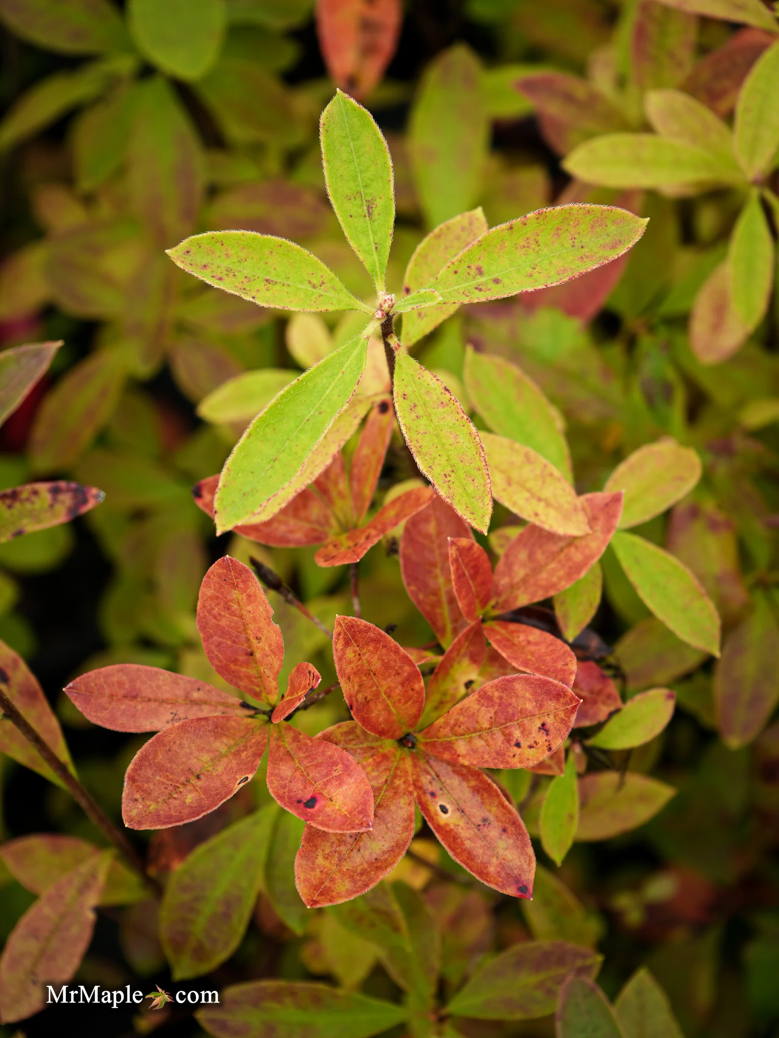 Azalea ‘Pink Ember’ Pink Native Azalea - Image 12