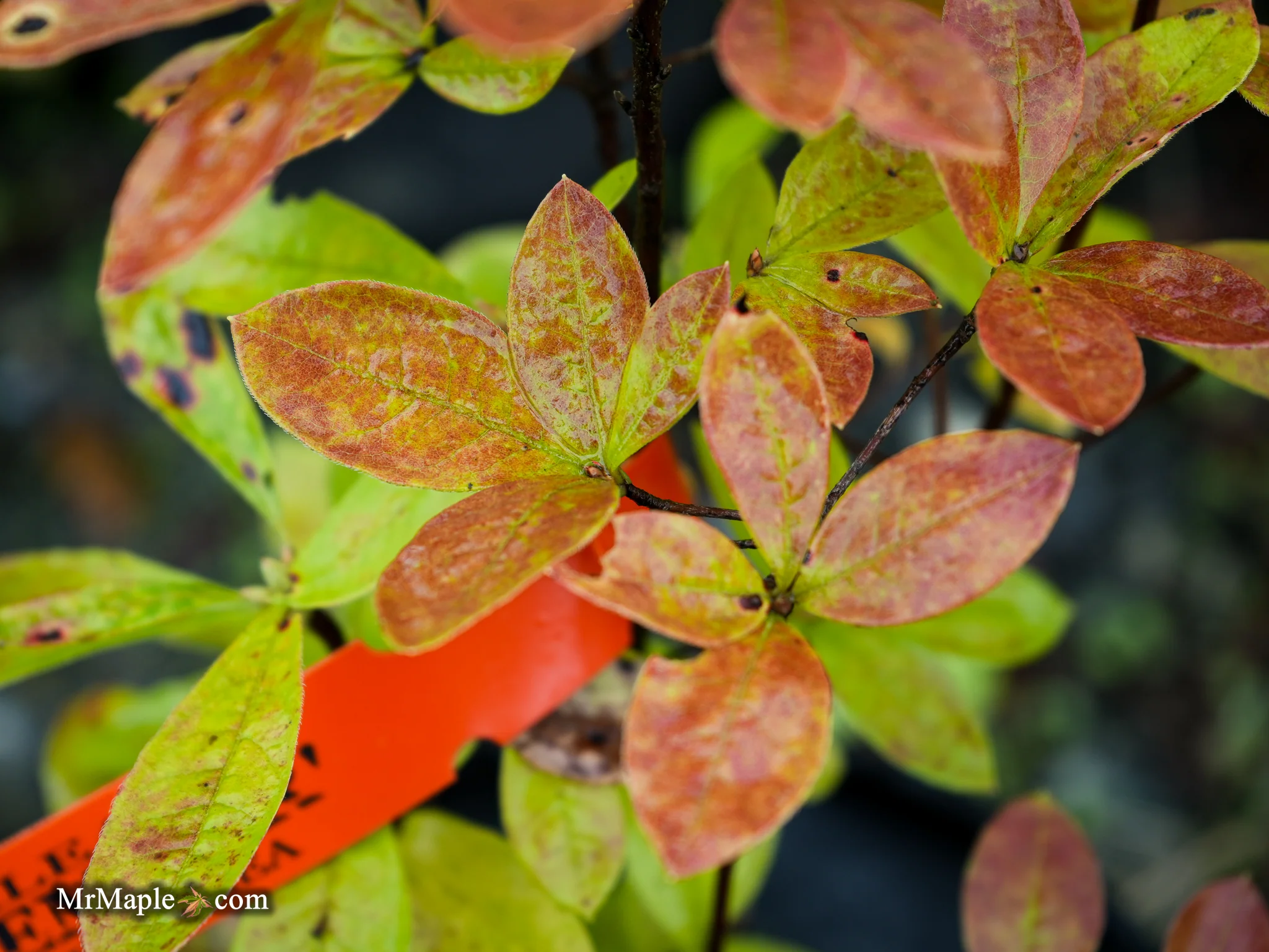 Azalea ‘Pink Ember’ Pink Native Azalea - Image 10