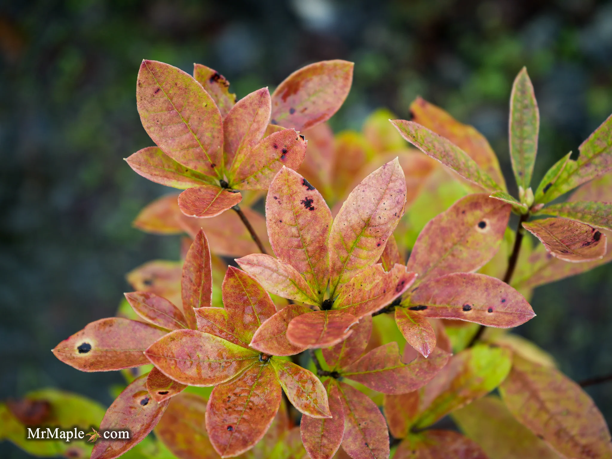 Azalea ‘Pink Ember’ Pink Native Azalea - Image 9