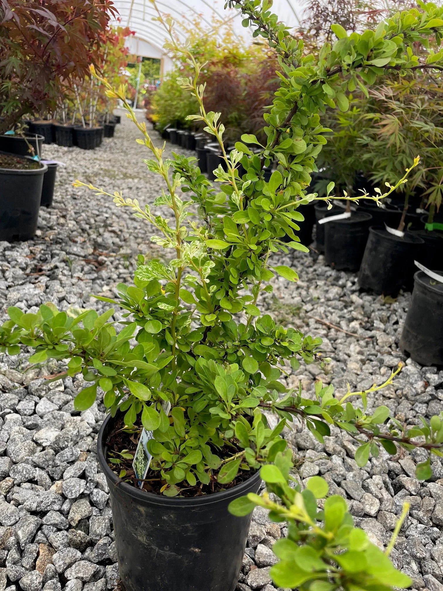Berberis thunbergii ‘Lime Glow’ Lime-Green Japanese Barberry - Image 3