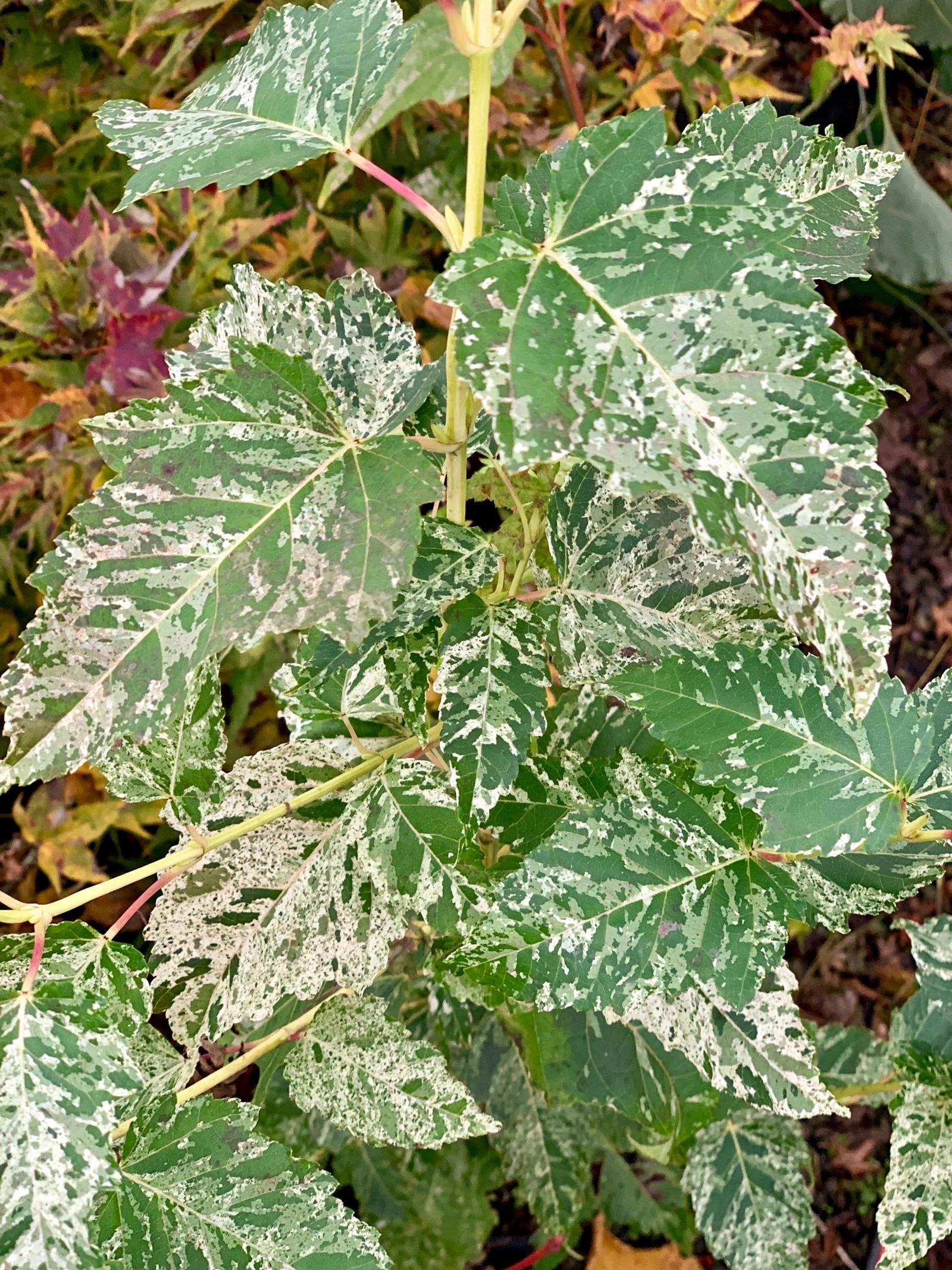 Acer capillipes 'Wakisaka nishiki' Variegated Snakebark Maple - Image 3