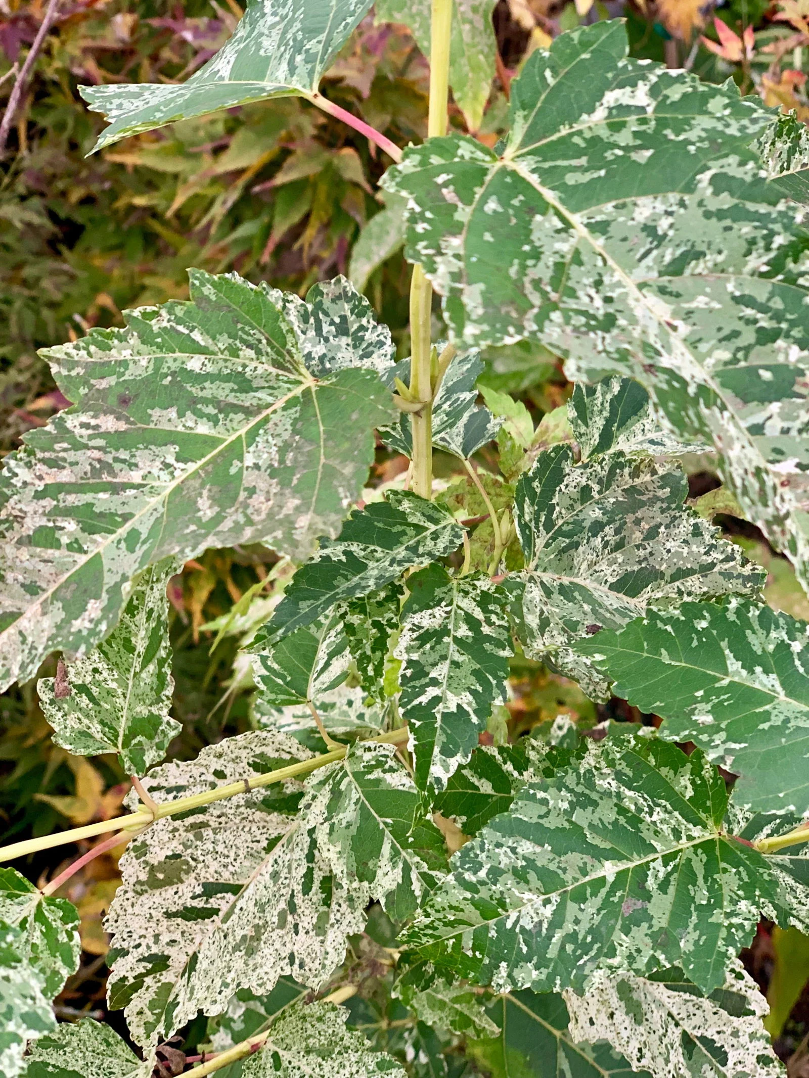 Acer capillipes 'Wakisaka nishiki' Variegated Snakebark Maple - Image 4