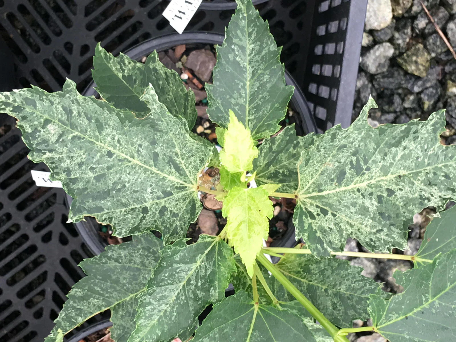 Acer capillipes 'Wakisaka nishiki' Variegated Snakebark Maple - Image 5