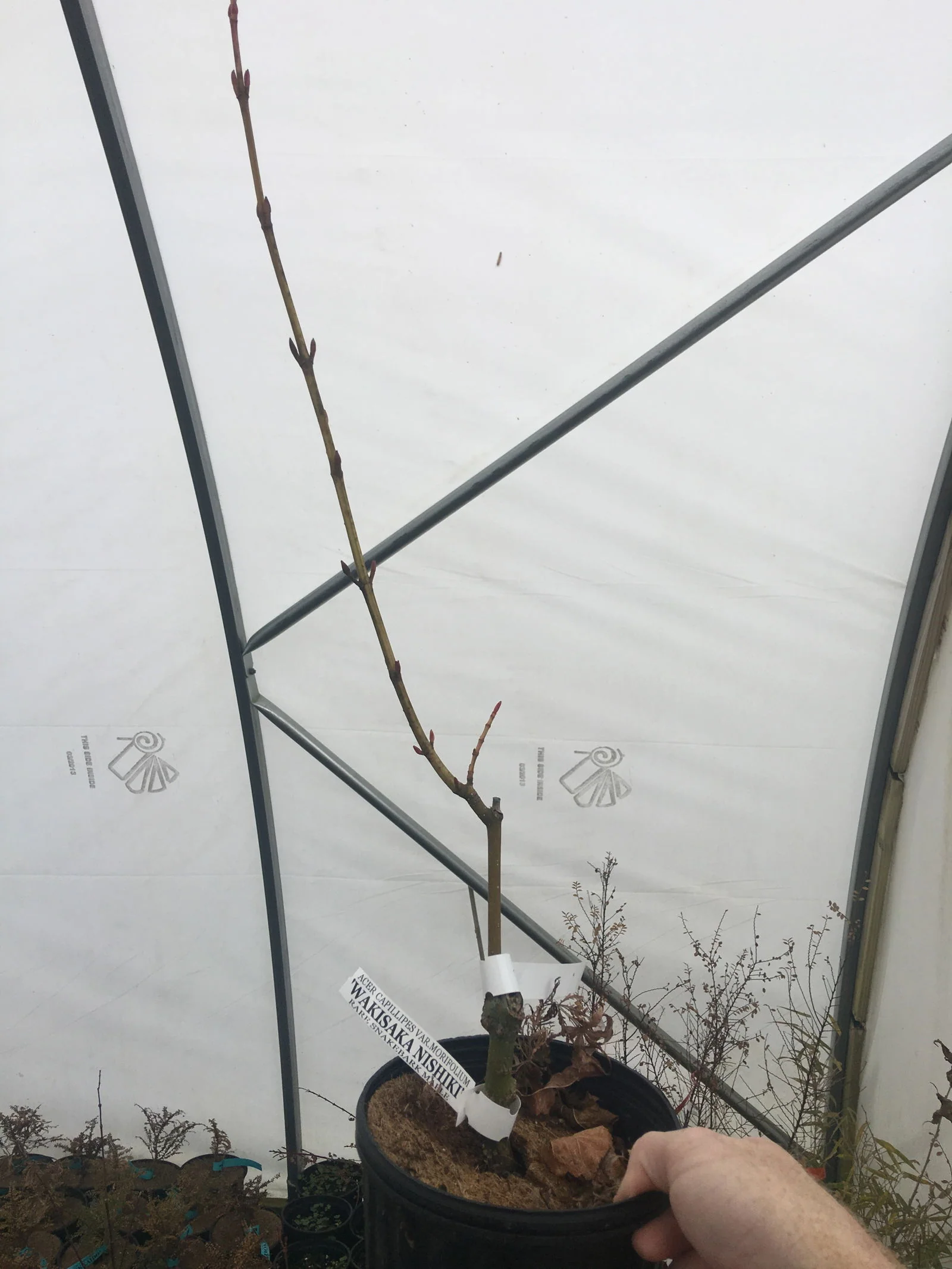 Acer capillipes 'Wakisaka nishiki' Variegated Snakebark Maple - Image 6
