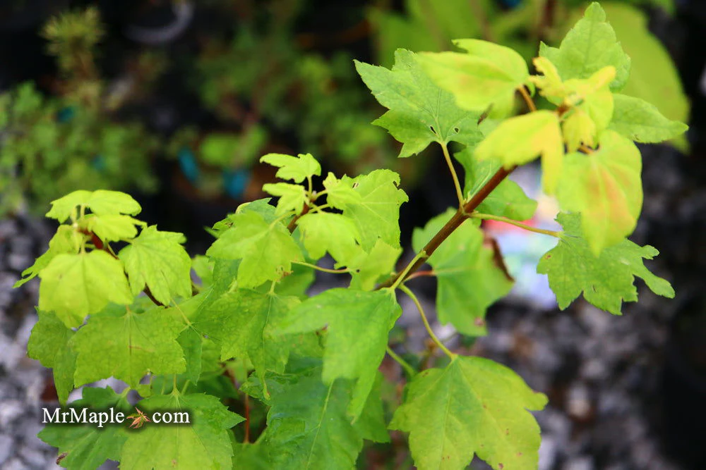 Acer circinatum 'Little Gem' Alleyne Cook Vine Japanese Maple - Image 3