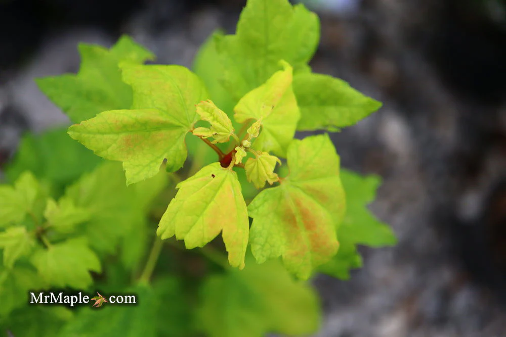 Acer circinatum 'Little Gem' Alleyne Cook Vine Japanese Maple - Image 4
