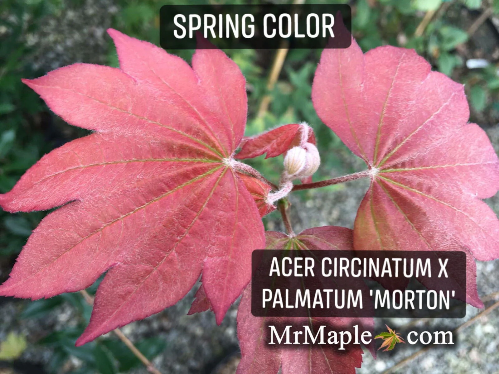 Acer circinatum x palmatum 'Morton Arboretum #644-81' Japanese Maple - Image 3