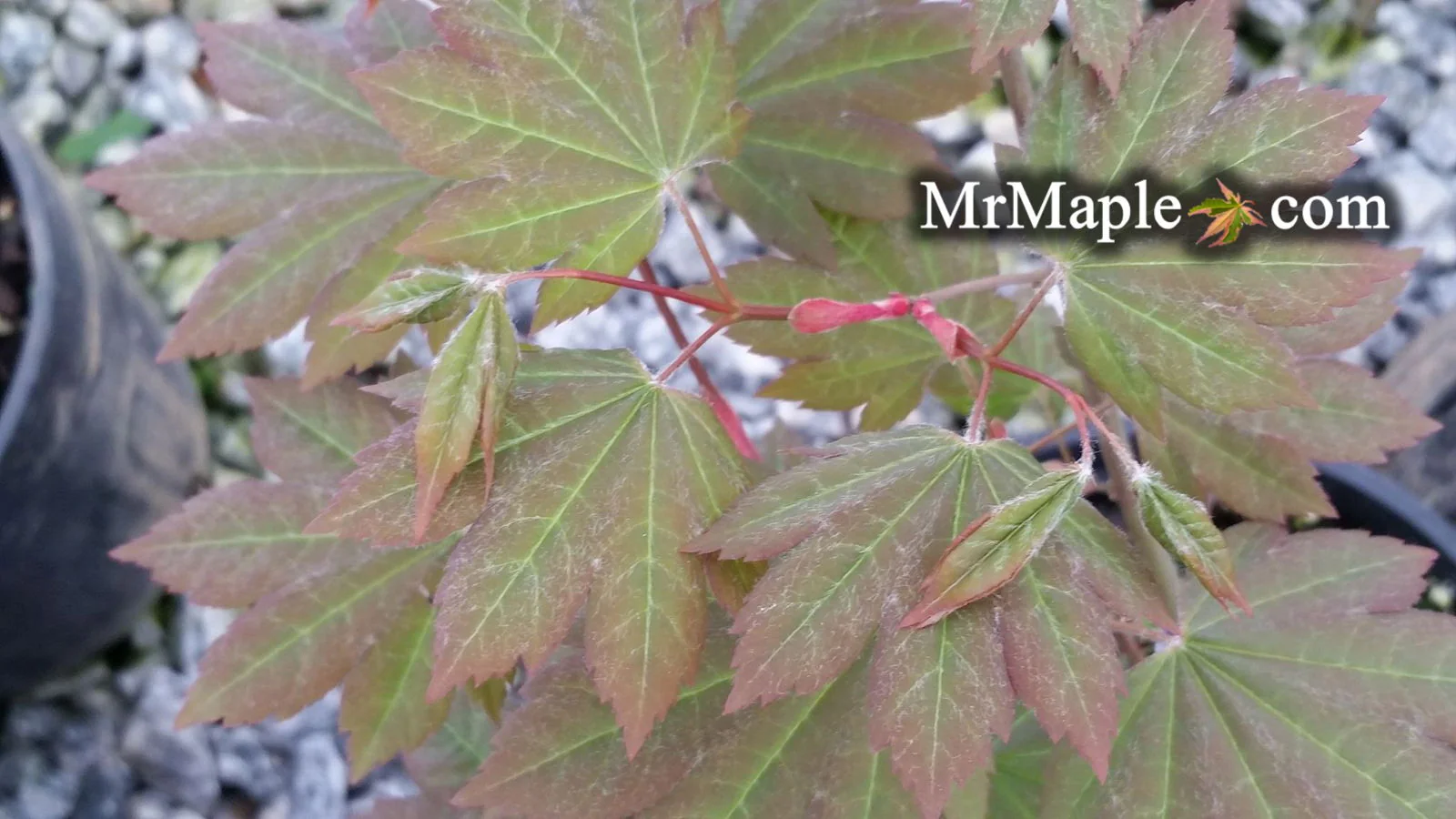 Acer circinatum x palmatum 'Morton Arboretum #644-81' Japanese Maple - Image 4