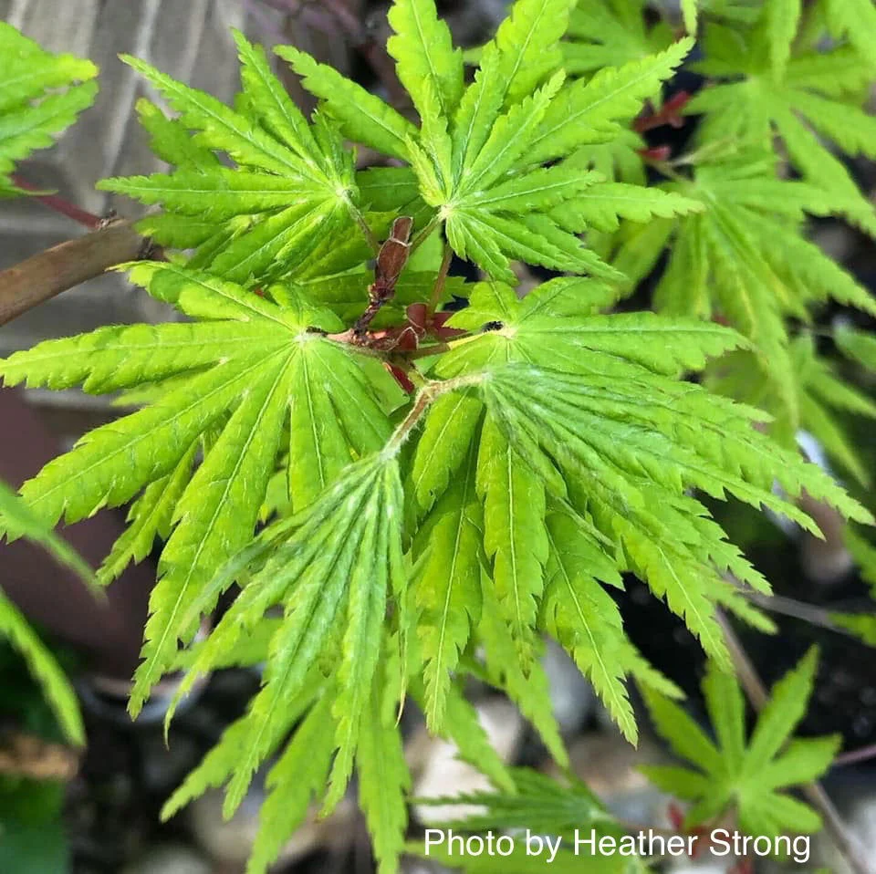 Acer japonicum x palmatum 'Shuriken' Full Moon Japanese Maple - Image 3