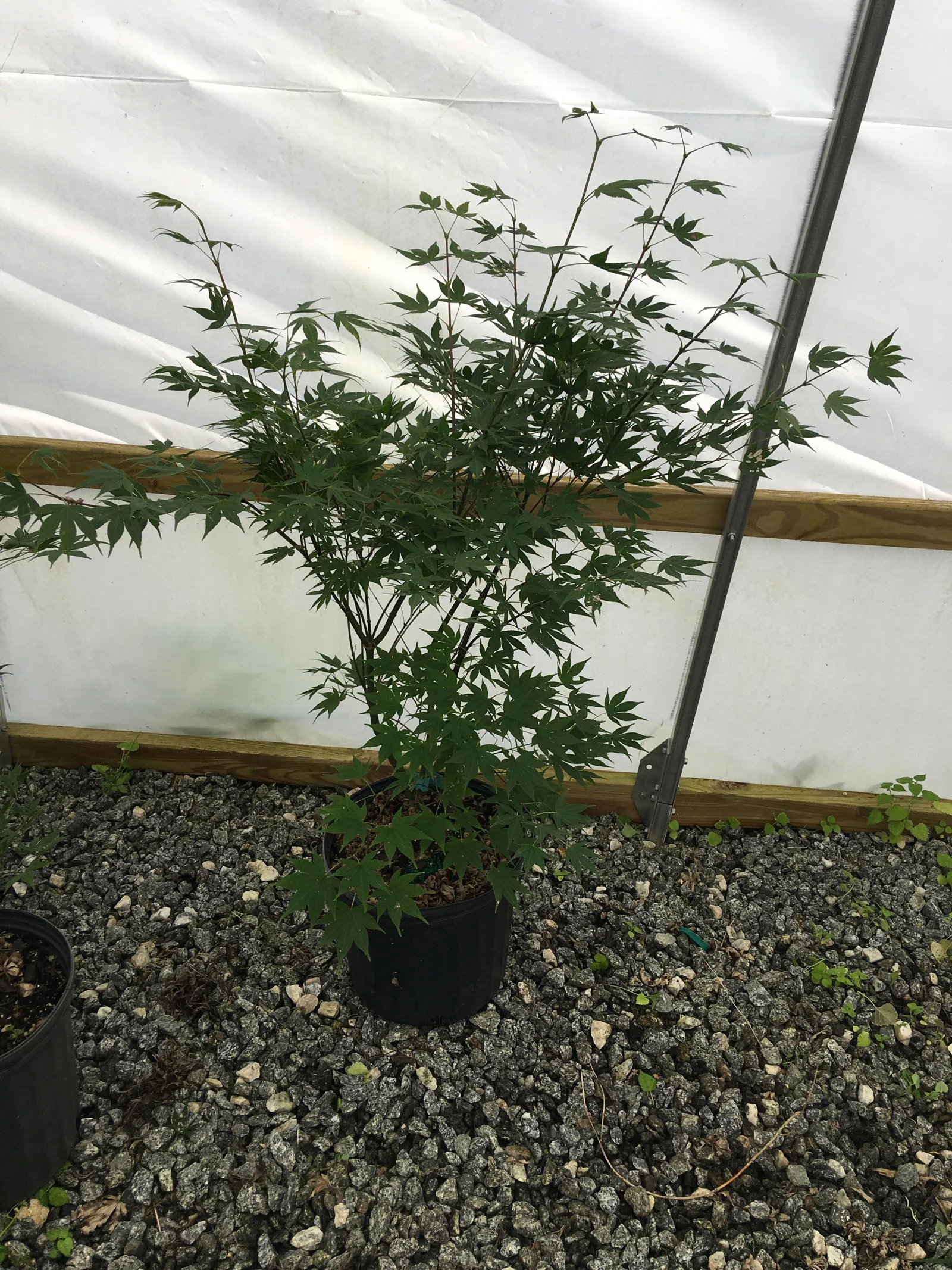 Acer palmatum 'Bell Green' Japanese Maple - Image 3