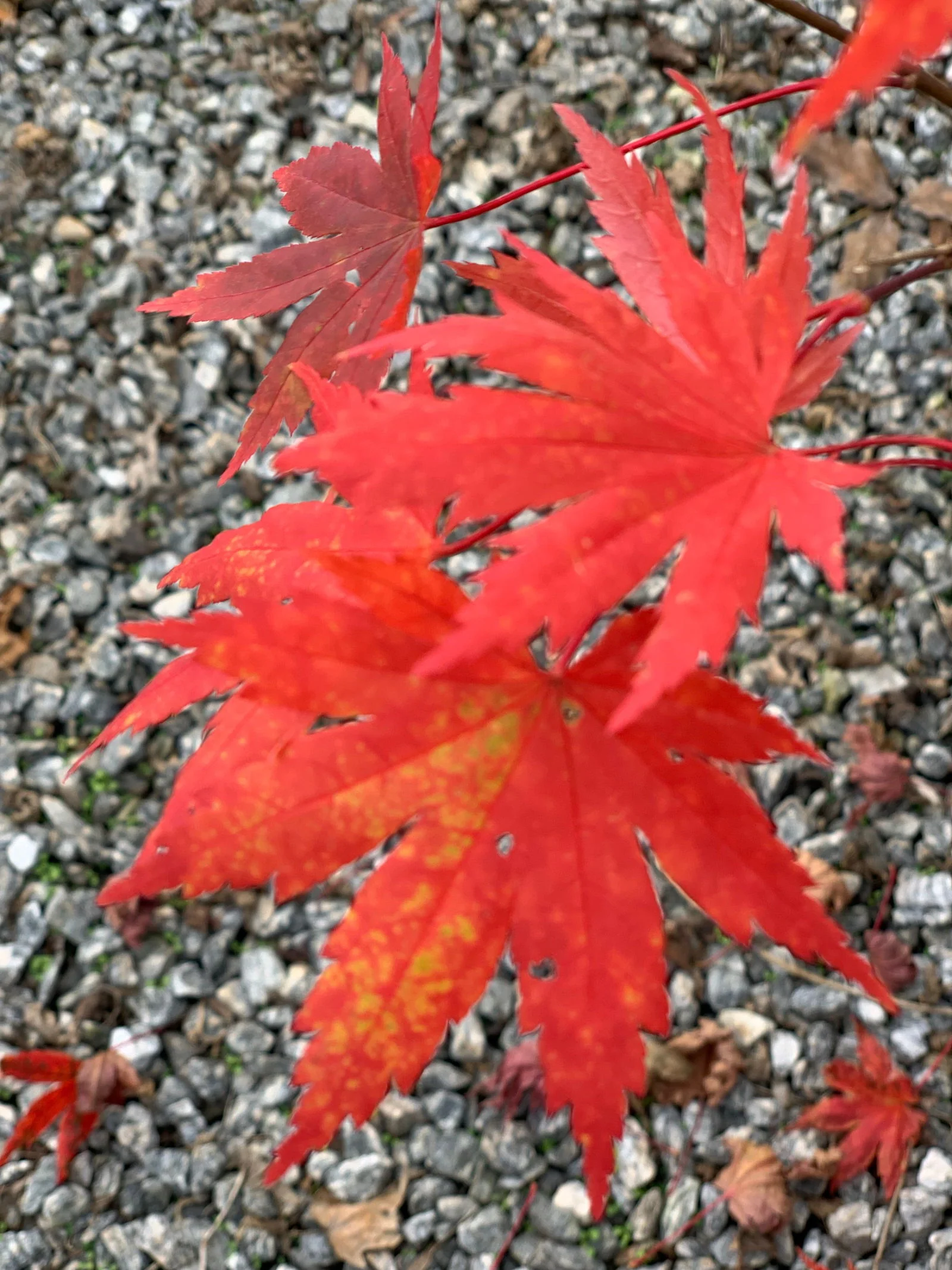 Acer palmatum 'Beni musume' Japanese Maple - Image 3