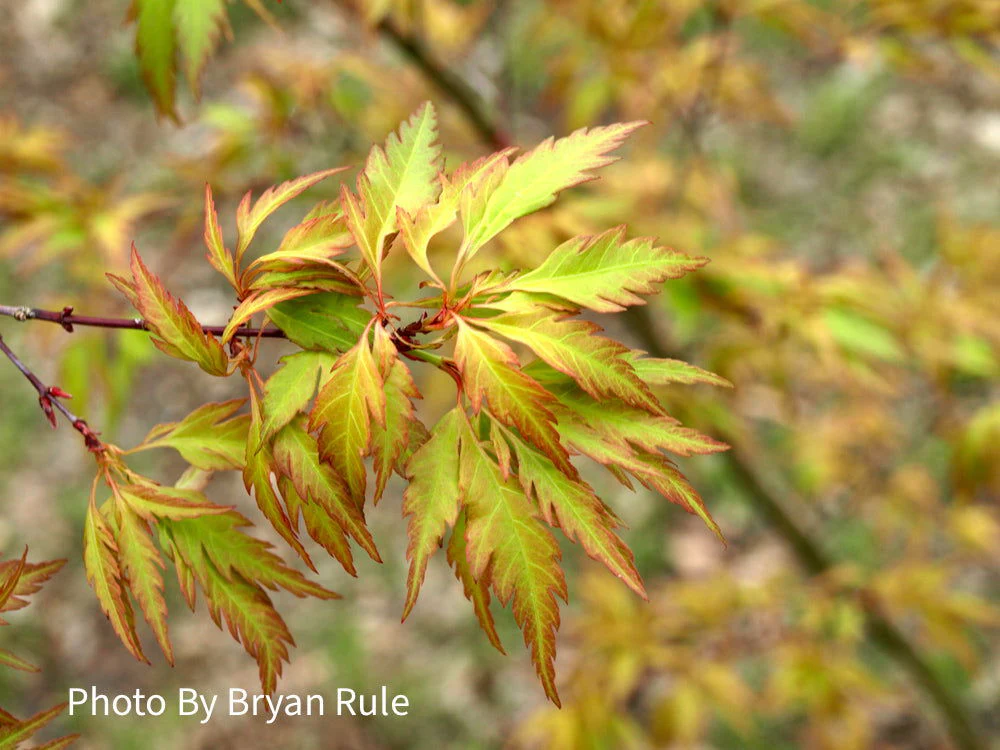 Acer palmatum 'Hanezu hagoromo' Orange Hagoromo Japanese Maple - Image 10