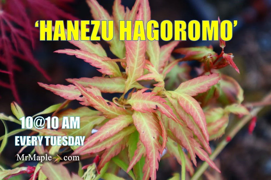 Acer palmatum 'Hanezu hagoromo' Orange Hagoromo Japanese Maple - Image 11