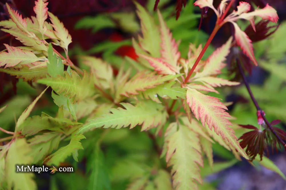 Acer palmatum 'Hanezu hagoromo' Orange Hagoromo Japanese Maple - Image 12