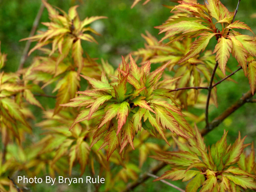 Acer palmatum 'Hanezu hagoromo' Orange Hagoromo Japanese Maple - Image 13