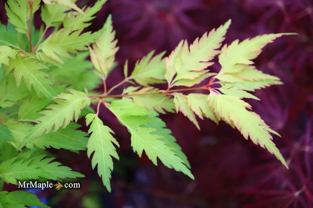 Acer palmatum 'Hanezu hagoromo' Orange Hagoromo Japanese Maple - Image 14