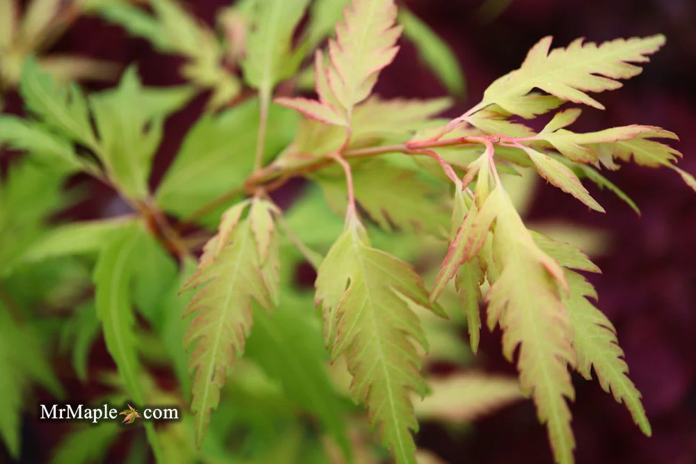 Acer palmatum 'Hanezu hagoromo' Orange Hagoromo Japanese Maple - Image 15
