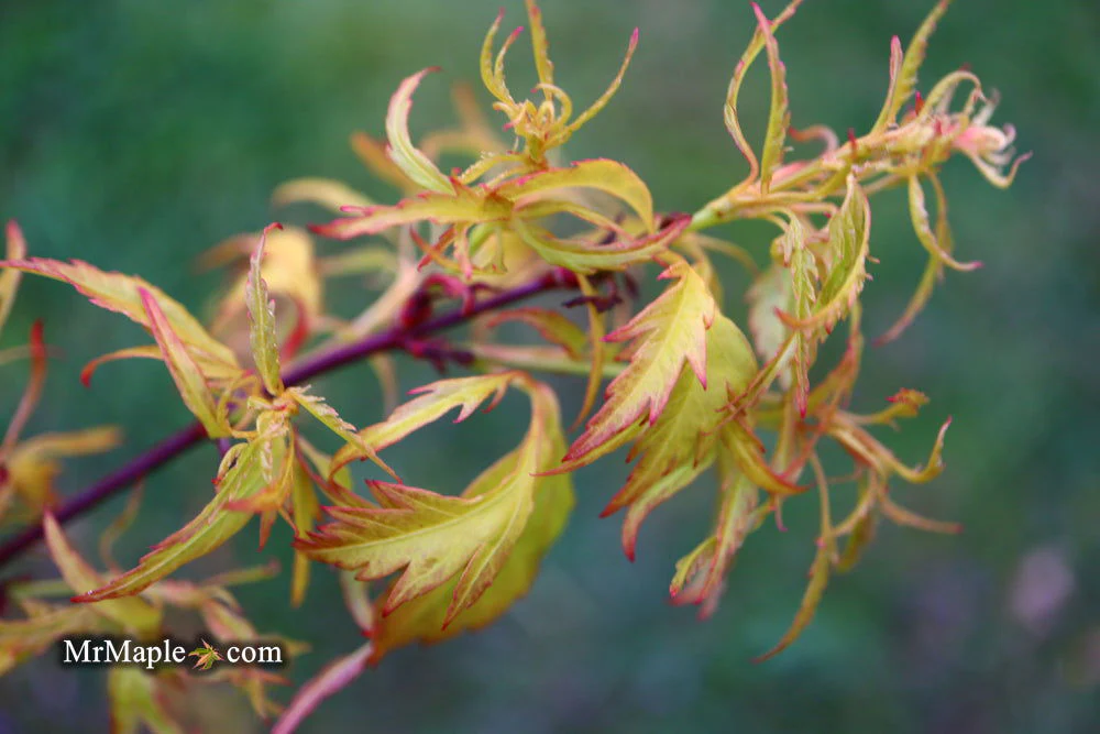Acer palmatum 'Hanezu hagoromo' Orange Hagoromo Japanese Maple - Image 16