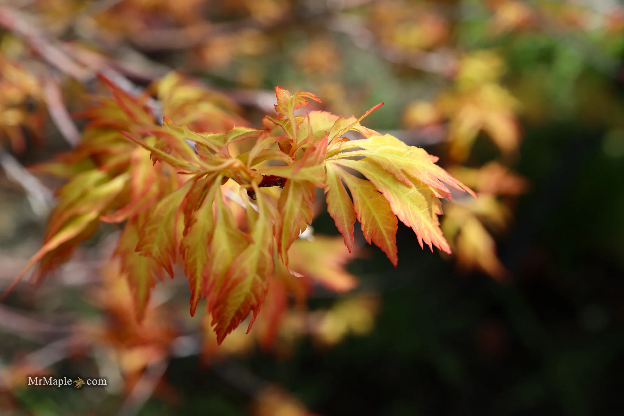 Acer palmatum 'Hanezu hagoromo' Orange Hagoromo Japanese Maple - Image 17