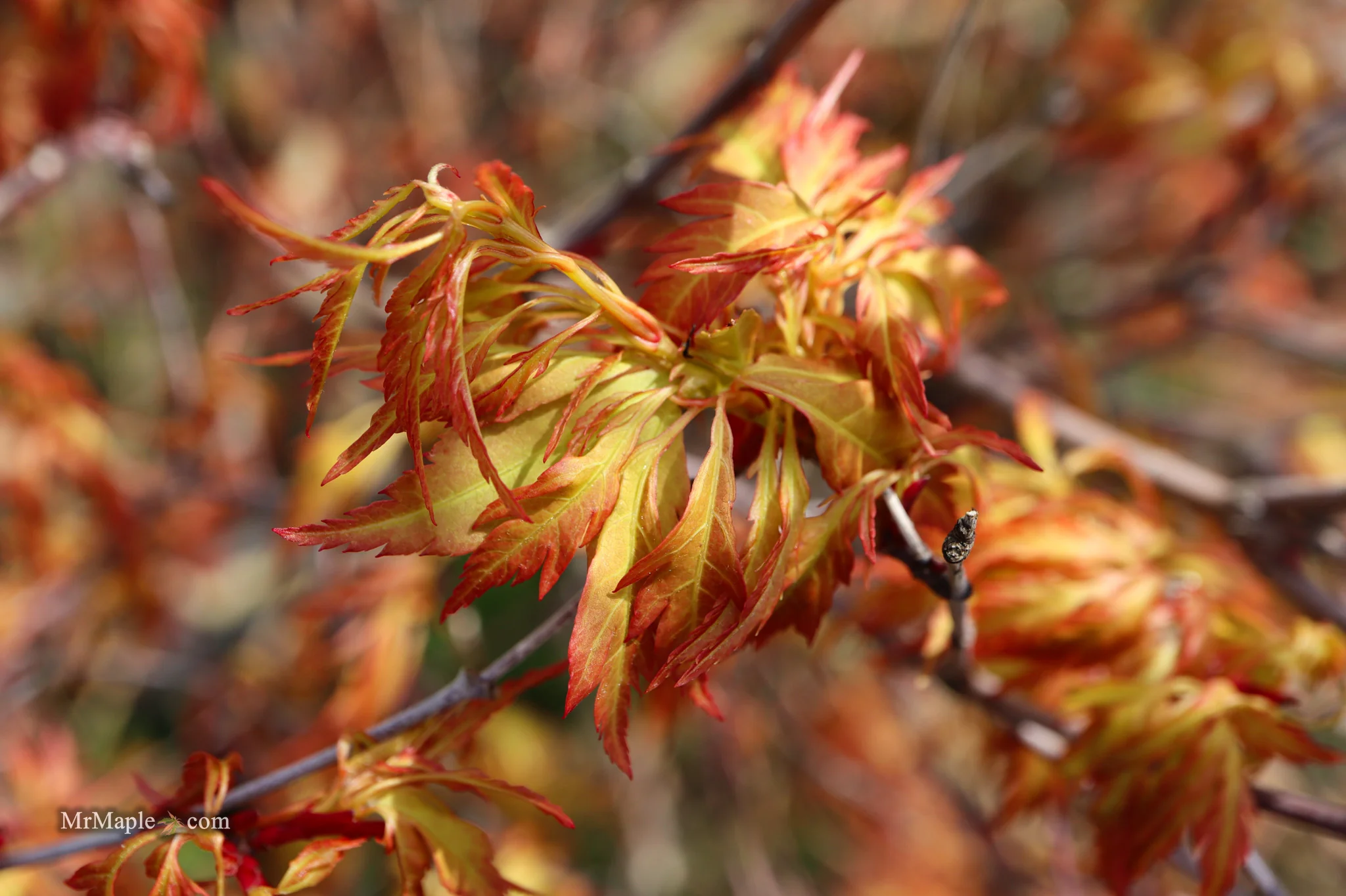 Acer palmatum 'Hanezu hagoromo' Orange Hagoromo Japanese Maple - Image 18