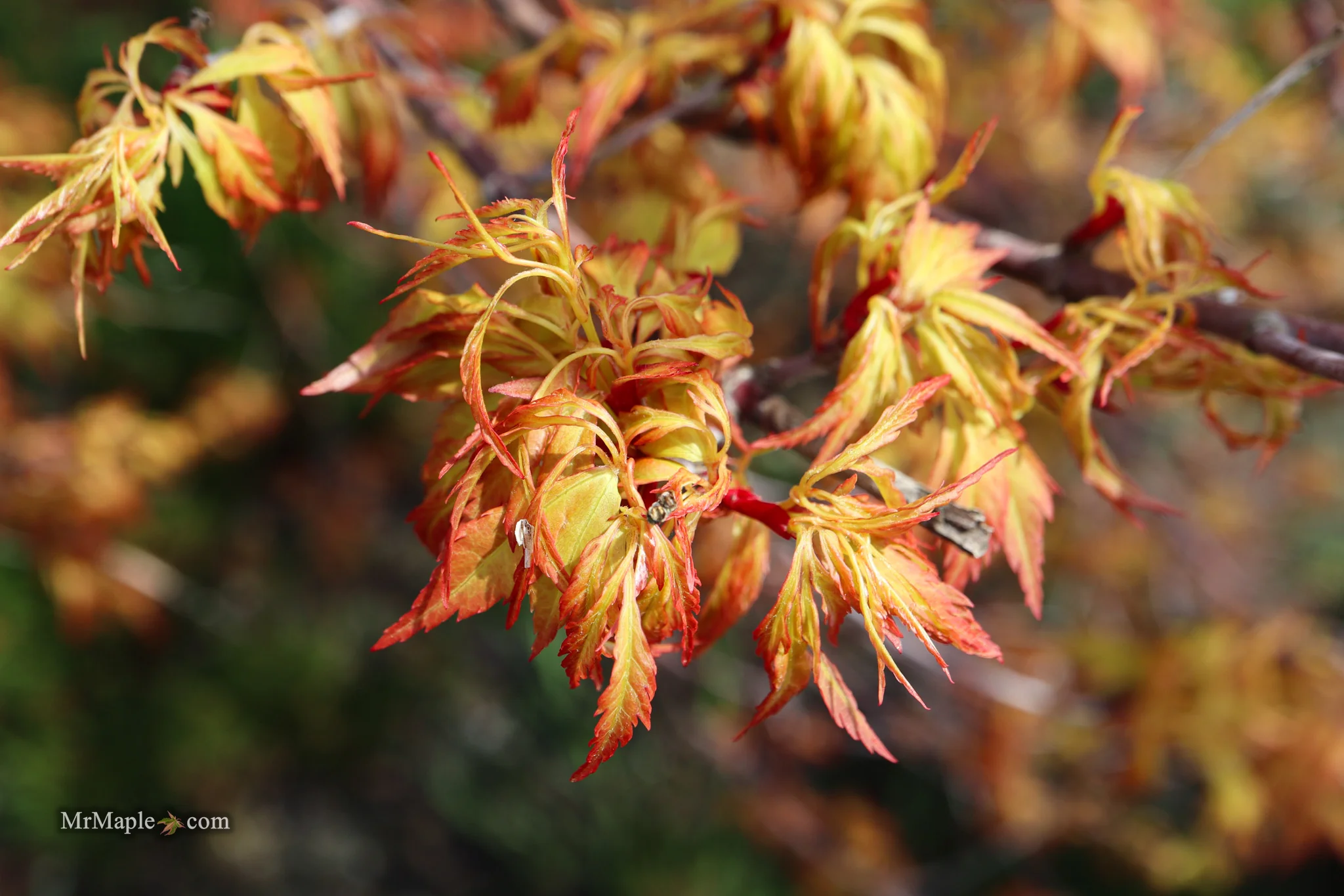 Acer palmatum 'Hanezu hagoromo' Orange Hagoromo Japanese Maple - Image 19