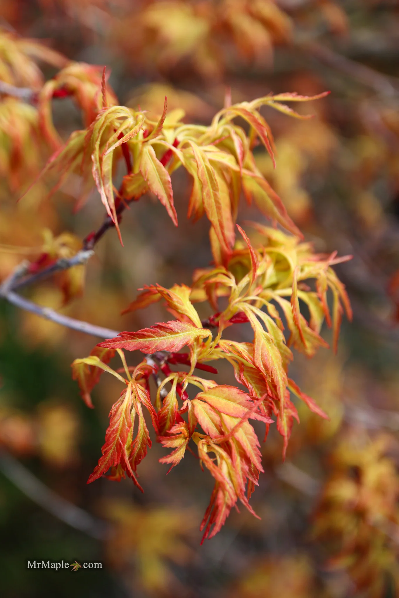 Acer palmatum 'Hanezu hagoromo' Orange Hagoromo Japanese Maple - Image 20