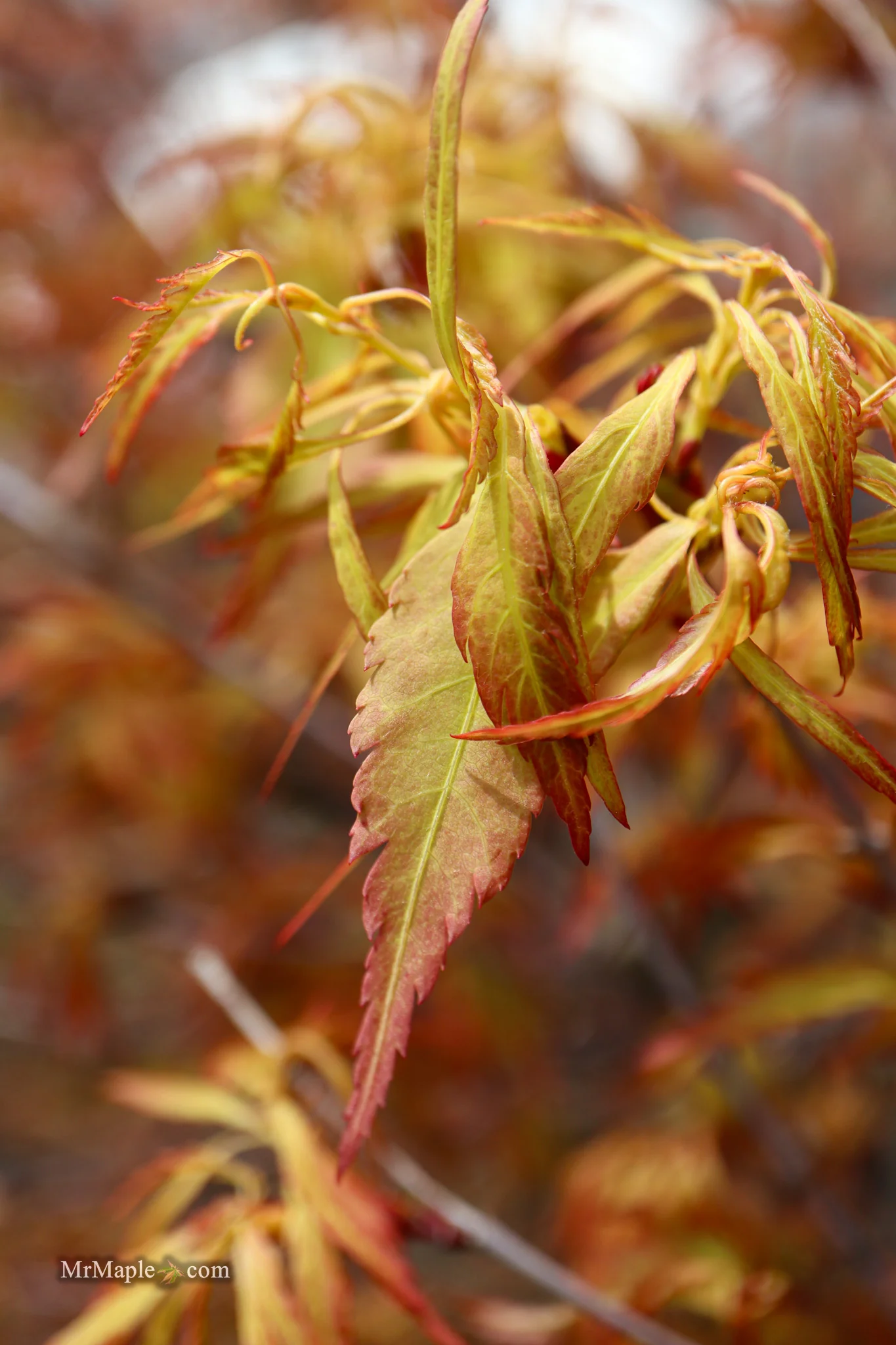 Acer palmatum 'Hanezu hagoromo' Orange Hagoromo Japanese Maple - Image 21