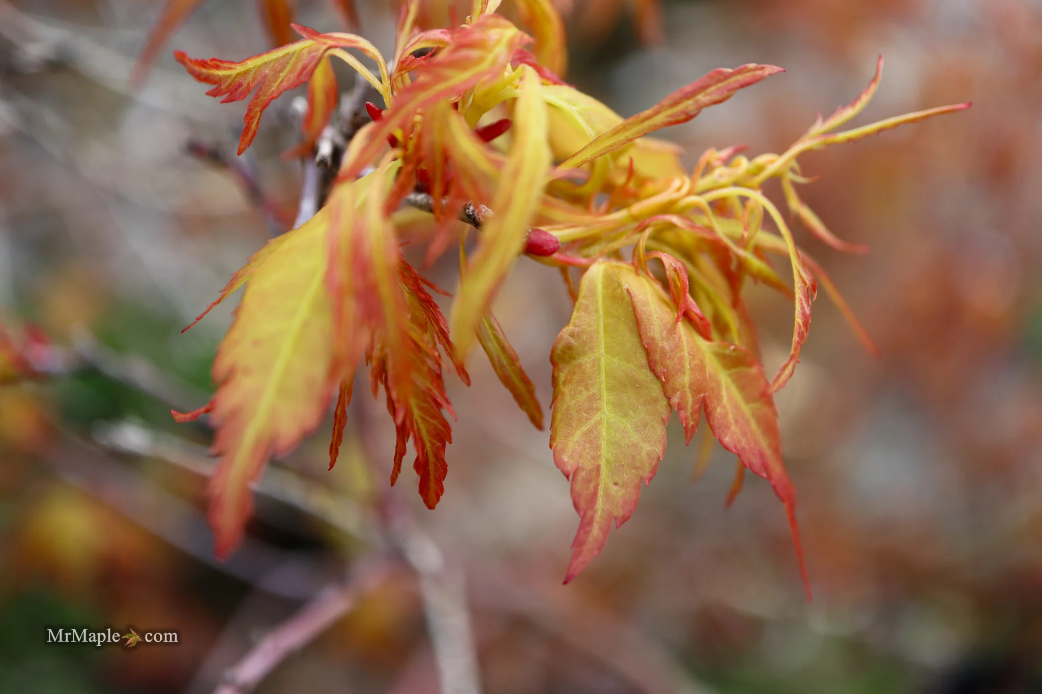 Acer palmatum 'Hanezu hagoromo' Orange Hagoromo Japanese Maple - Image 22