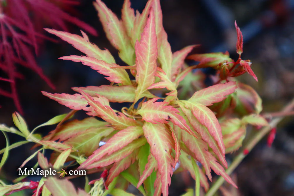 Acer palmatum 'Hanezu hagoromo' Orange Hagoromo Japanese Maple - Image 23