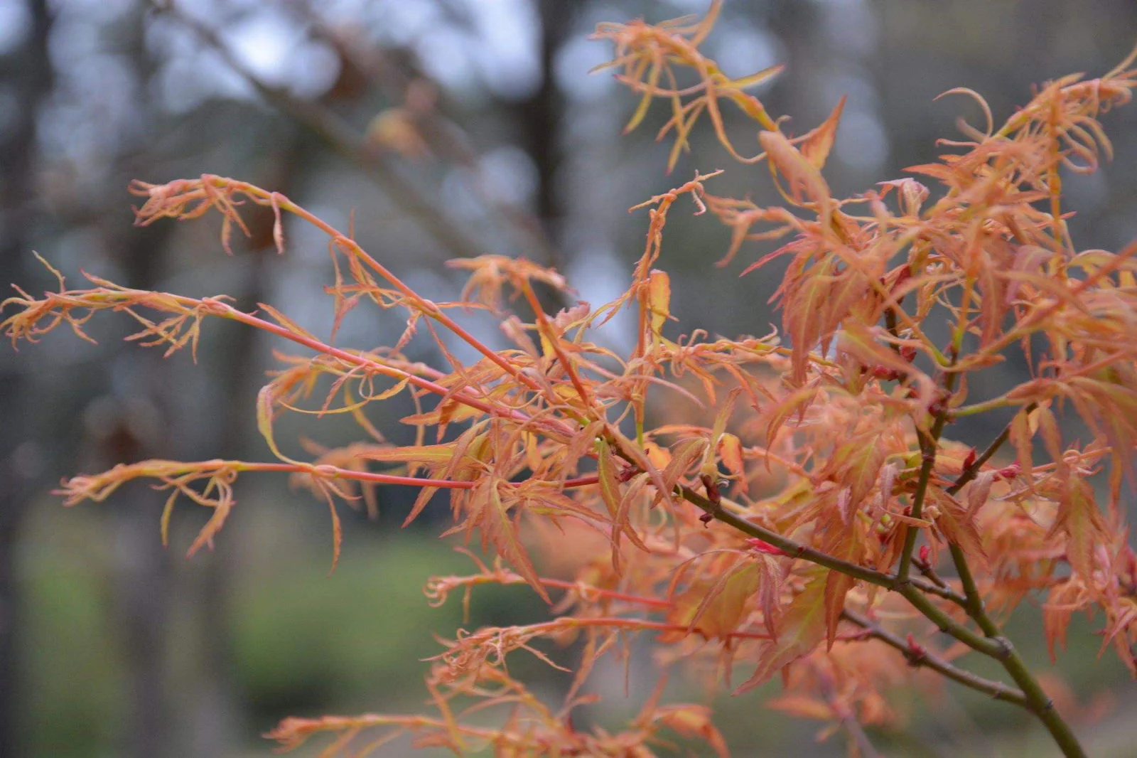 Acer palmatum 'Hanezu hagoromo' Orange Hagoromo Japanese Maple - Image 24