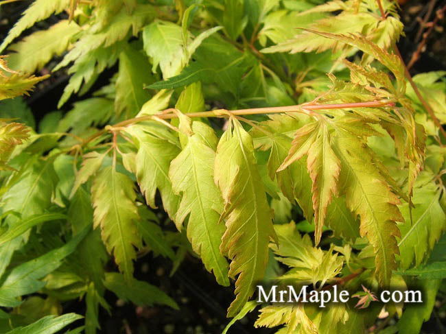 Acer palmatum 'Hanezu hagoromo' Orange Hagoromo Japanese Maple - Image 25