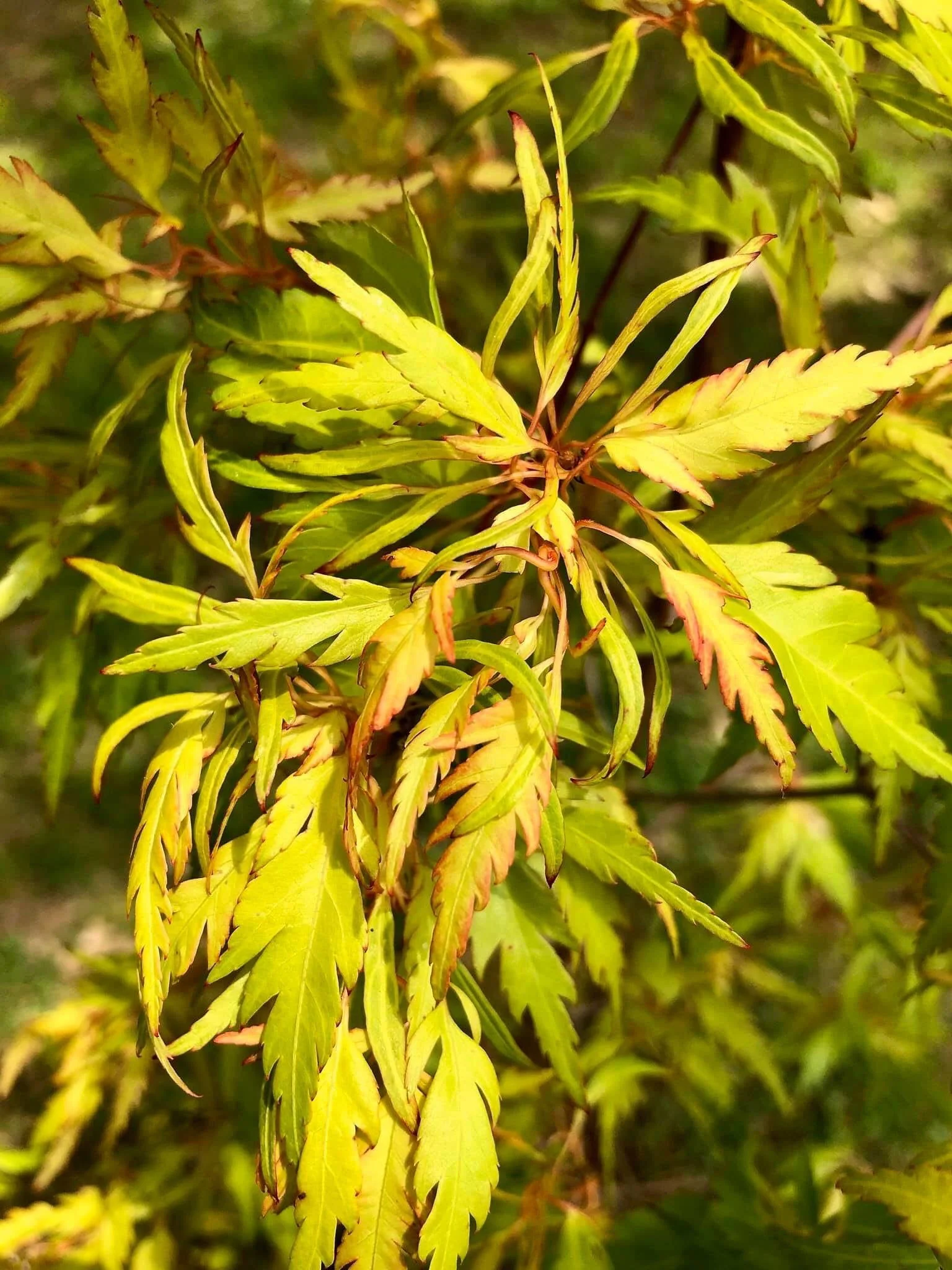 Acer palmatum 'Hanezu hagoromo' Orange Hagoromo Japanese Maple - Image 26