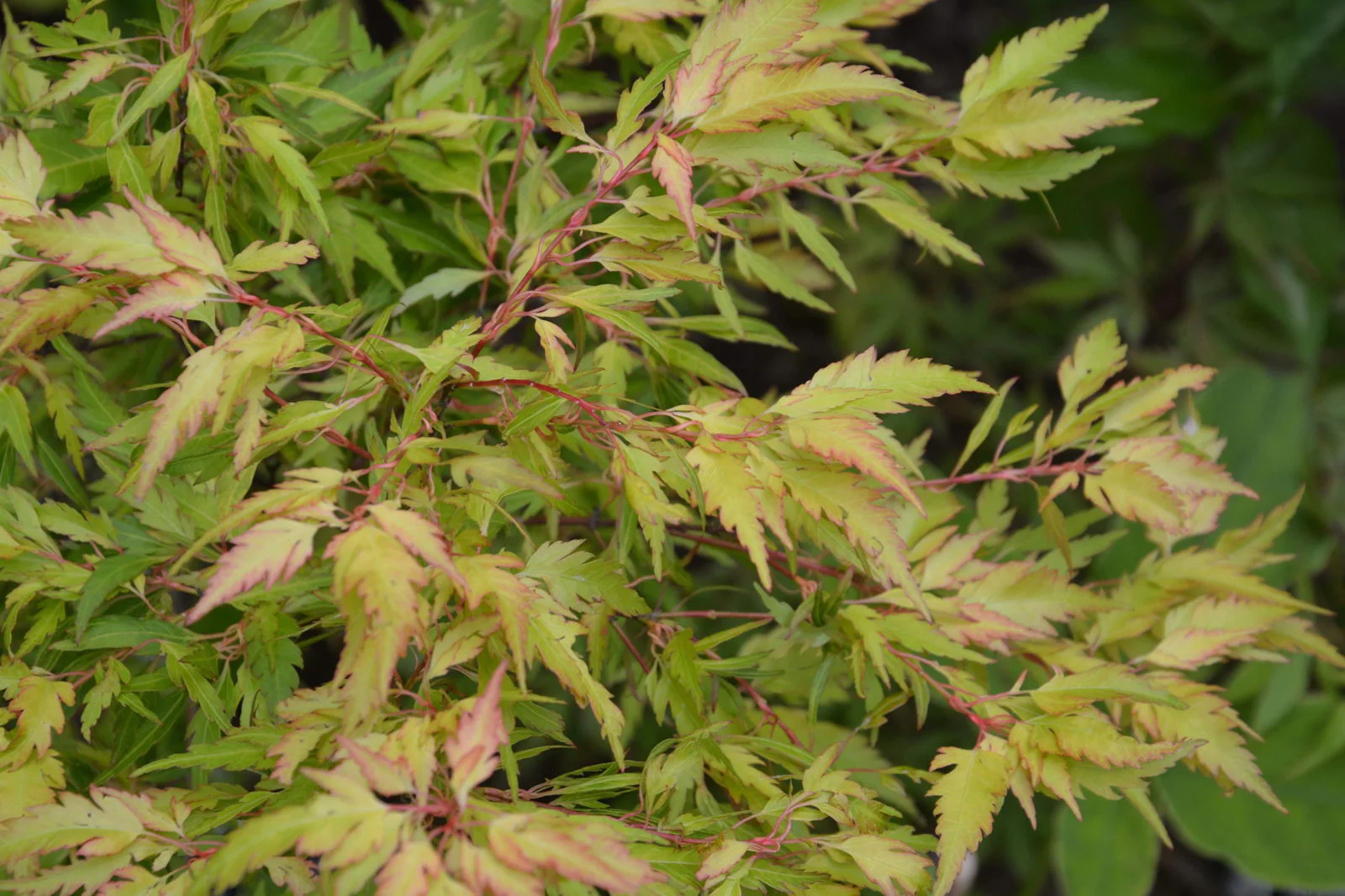Acer palmatum 'Hanezu hagoromo' Orange Hagoromo Japanese Maple - Image 27