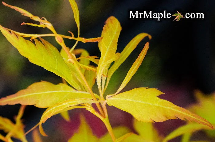 Acer palmatum 'Hanezu hagoromo' Orange Hagoromo Japanese Maple - Image 28