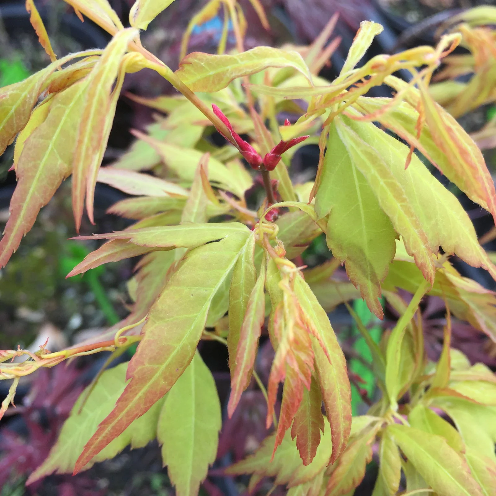 Acer palmatum 'Hanezu hagoromo' Orange Hagoromo Japanese Maple - Image 29