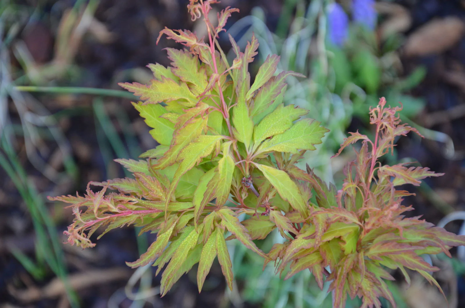 Acer palmatum 'Hanezu hagoromo' Orange Hagoromo Japanese Maple - Image 3