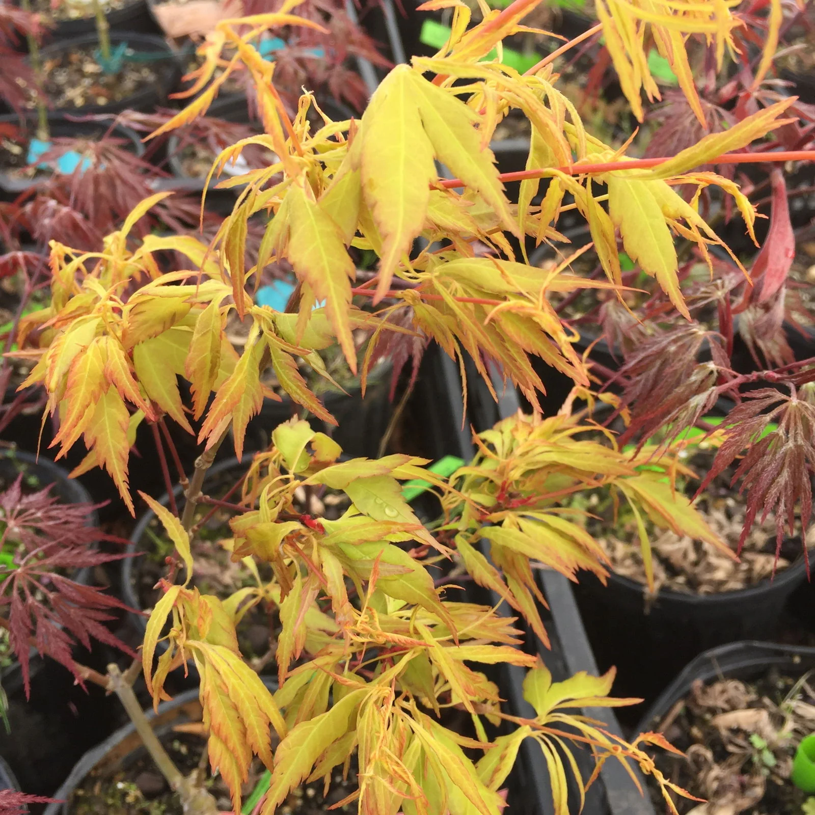 Acer palmatum 'Hanezu hagoromo' Orange Hagoromo Japanese Maple - Image 4