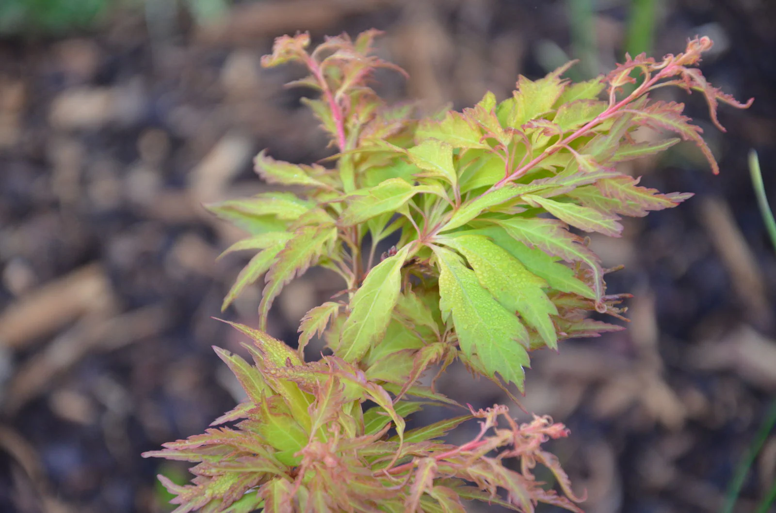 Acer palmatum 'Hanezu hagoromo' Orange Hagoromo Japanese Maple - Image 5