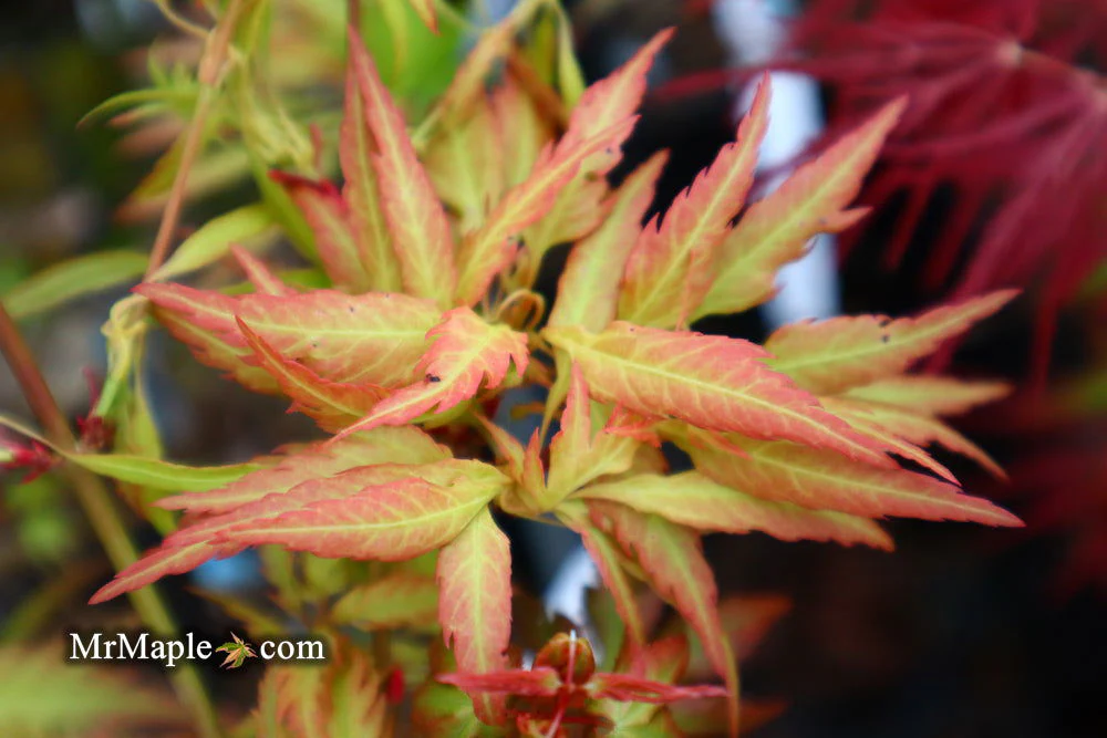 Acer palmatum 'Hanezu hagoromo' Orange Hagoromo Japanese Maple - Image 6