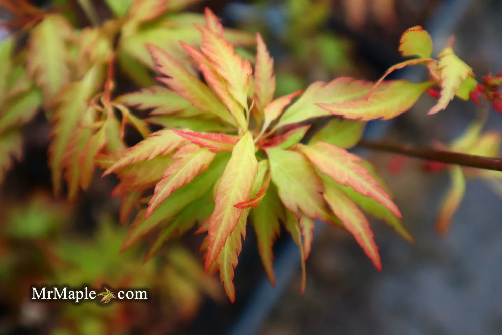 Acer palmatum 'Hanezu hagoromo' Orange Hagoromo Japanese Maple - Image 7